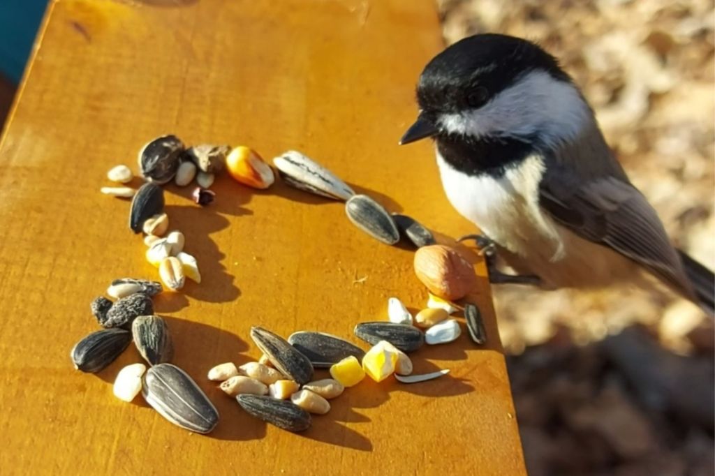 Mésange devant des graines disposées en coeur sur une planche de bois.